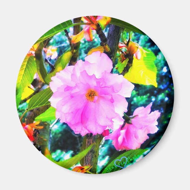 1CHERRY BLOSSOM MAGNET (Front)