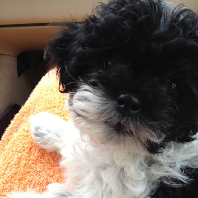 1st COME MARRIAGE-THEN COMES THE HONEYMOON! Card (Creator Uploaded)