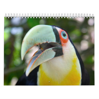2010 Calendar, Birds of Brazil Calendar