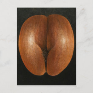 2010 Sea Coco Postcard