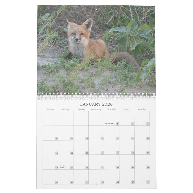 2011 Fox Calendar (Jan 2026)