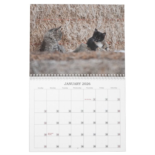 2012 Kittens of Wells Ranch Calendar (Jan 2026)