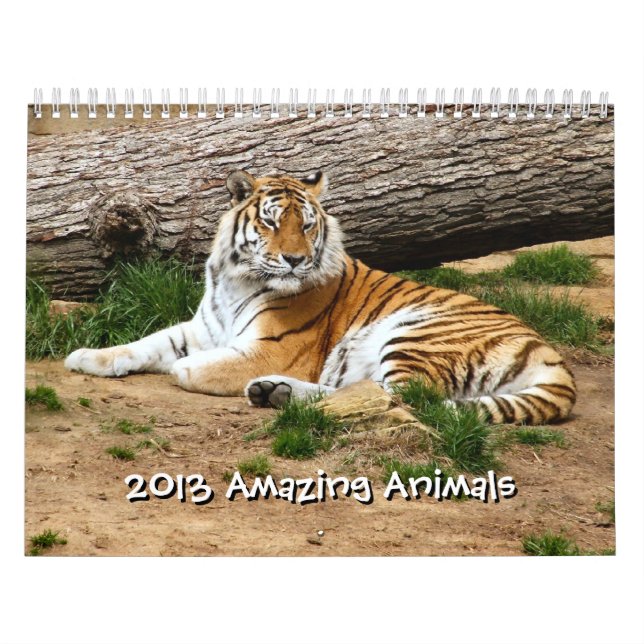 2013 Amazing Animals Wild Animal 12 Month Calendar (Cover)