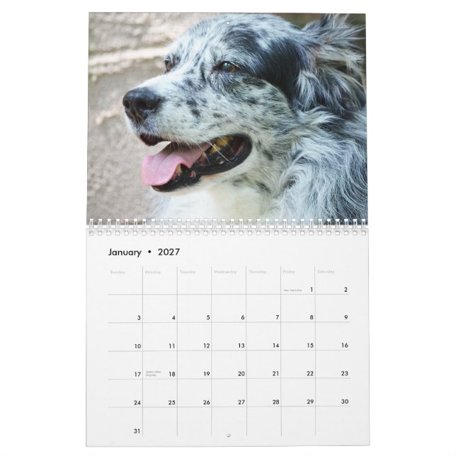 2013 Australian Shepherd Dog Calendar (Jan 2027)