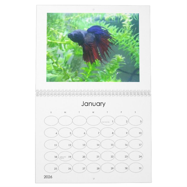 2013 Betta Fish Calendar (Jan 2026)