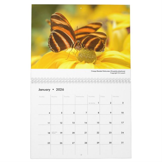 2013 Calendar - Butterflies and Moths (Jan 2026)