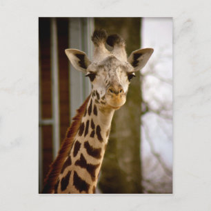2013 Calendar Giraffe Photo Postcard