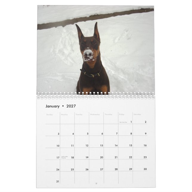 2013 Doberman Calendar (Jan 2027)