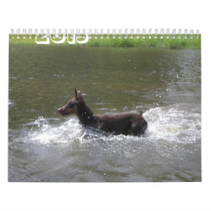 2013 Doberman Calendar-revised Feb Calendar