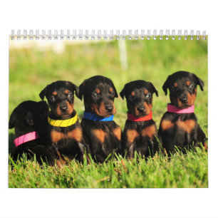 2013 Doberman Puppy Calendar