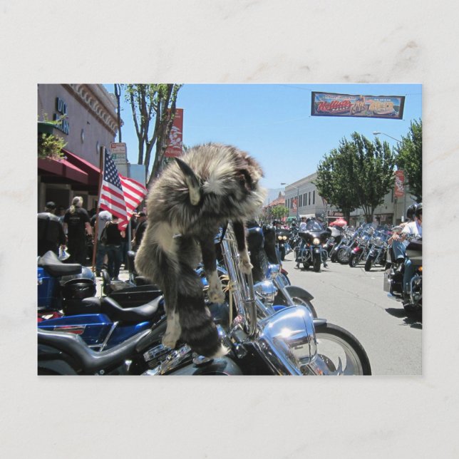 2013 Hollister Motorcycle Rally Postcard (Front)