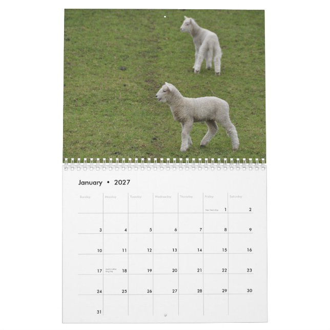 2015 Sheep of New Zealand Calendar (Jan 2027)