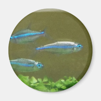 20160526_113326 MAGNET