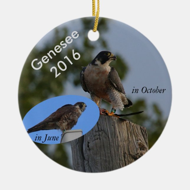 2016 Genesee Ornament - in adult plumage. (Front)