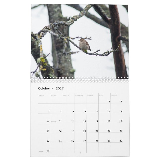 2017 Calendar by Barbara Levy (Oct 2027)