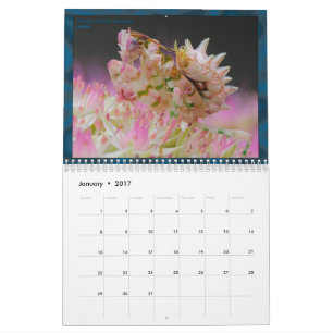 2017 Medium/Large MANTIDFORUM Calendar