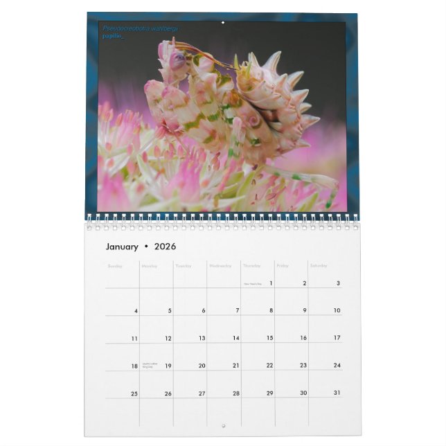 2017 Medium/Large MANTIDFORUM Calendar (Jan 2026)