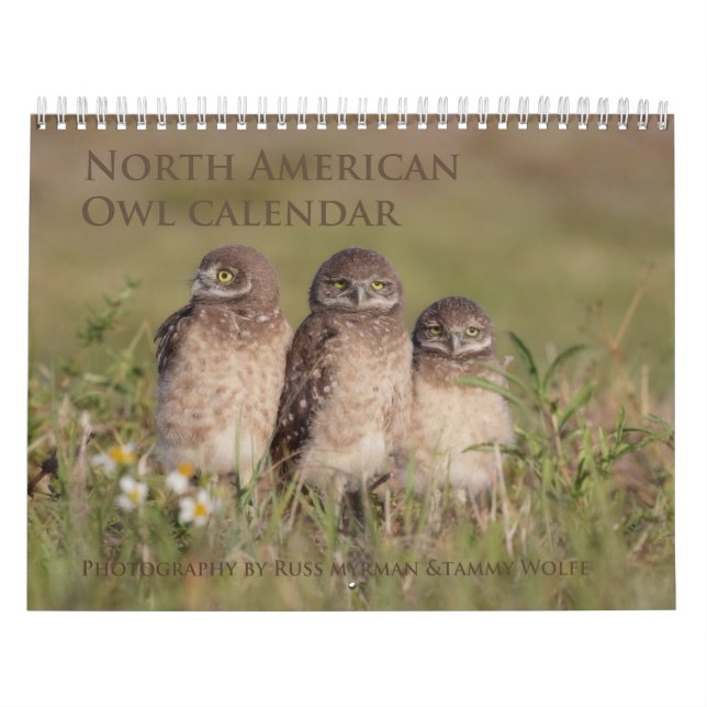 2017 North American Owl Wall Calendar (Cover)