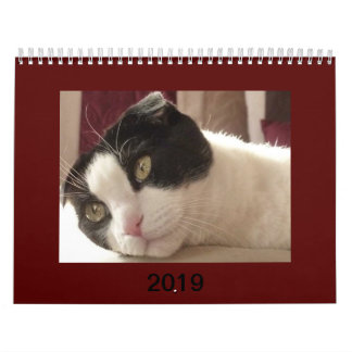 2019 Cat Calendar - Scottish Fold