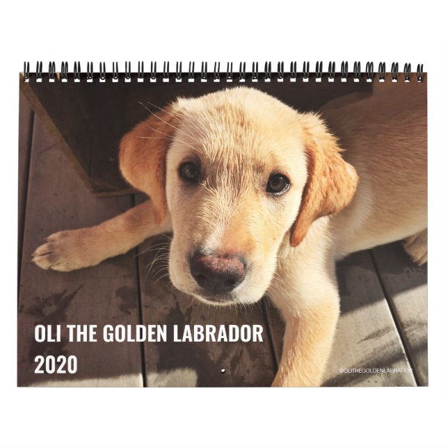 2020 Oli the Golden Labrador Calendar (Cover)