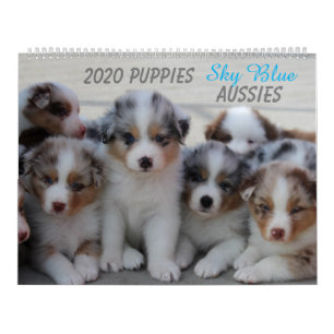 2020 Sky Blue Aussies Calendar