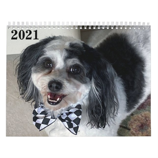 2021 K-Cee II Zuchon Dog Calendar (Cover)