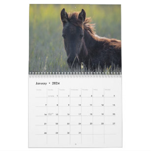 2024 Chincoteague Ponies 18 Month Calendar