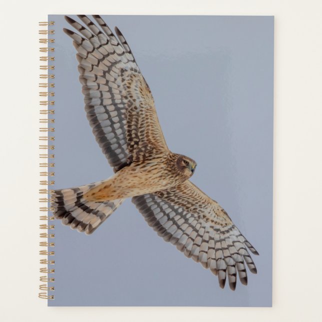 2024 Northern Harrier Hawk Planner (Front)