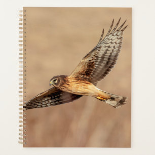 2024 Northern Harrier Hawk Planner
