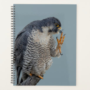 2024 Peregrine Falcon Planner