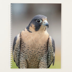 2024 Peregrine Falcon Planner