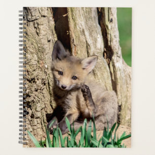 2024 Red Fox Kit Planner
