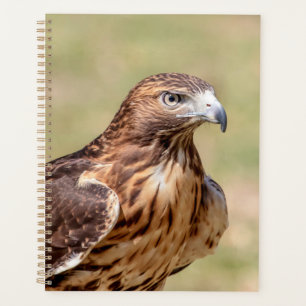 2024 Red-Tailed Hawk Planner
