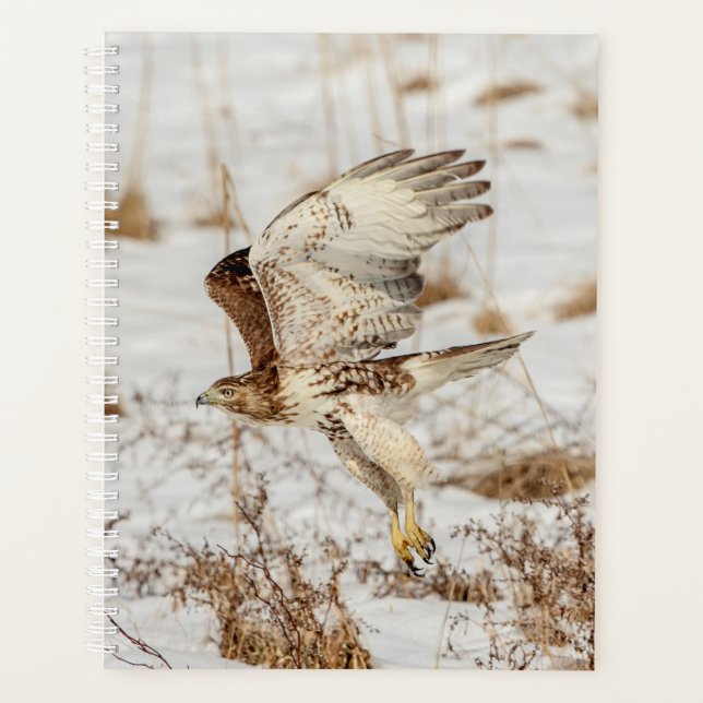 2024 Red-Tailed Hawk Planner (Front)