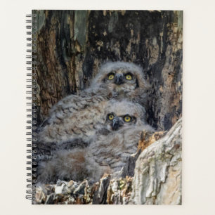 2024 Young Great Horned Owl Planner
