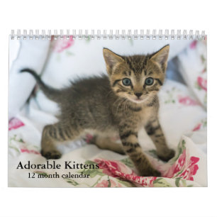 2025 Adorable Kittens Twelve Month Cat Calendar