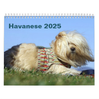 2025 Havanese Wall Calendar