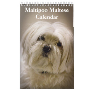 2025 Maltipoo Maltese Puppy Calendar