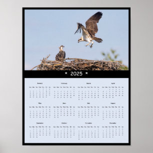 2025 Osprey Wall Calendar Poster