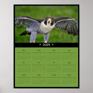 2025 Peregrine Falcon Calendar Poster