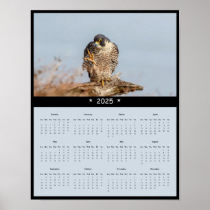 2025 Peregrine Falcon Calendar Poster