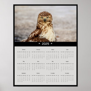 2025 Red-Tailed Hawk Wall Calendar Poster