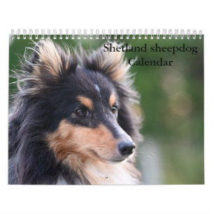 2025 Shetland Sheepdog Calendar