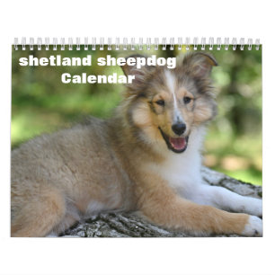 2025 Shetland Sheepdog Calendar