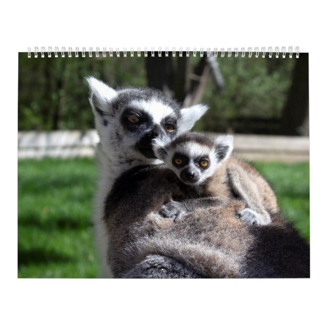 2025 Sweet Ring-tailed Lemurs  Calendar (Cover)