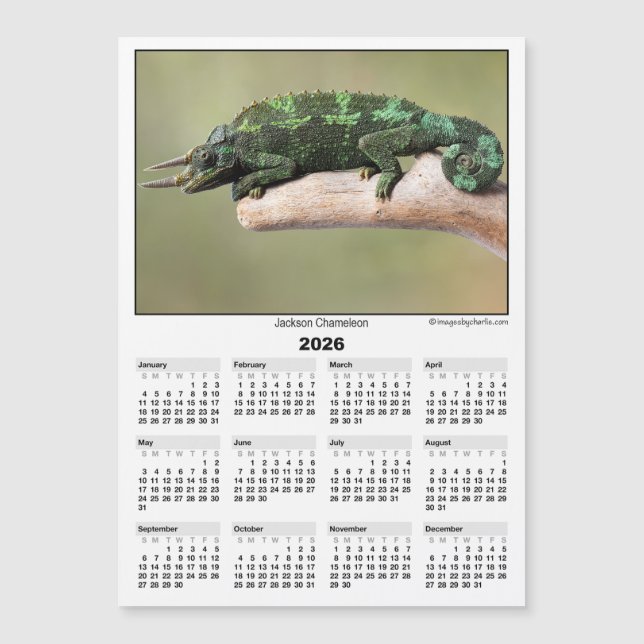 2026 5x7 Magnet Calendar Jackson Chameleon (Front)