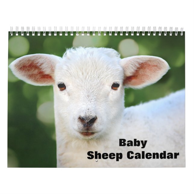 2026 Baby Sheep Lamb Calendar (Cover)
