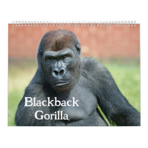 2026 Blackback Gorilla Calendar