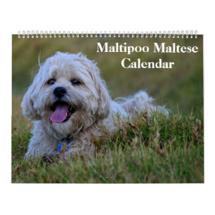2026 Maltipoo Maltese Puppy Calendar