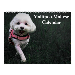 2026 Maltipoo Maltese Puppy Calendar